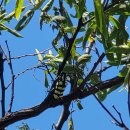 노랑제주 이미지