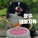 네이처독