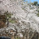 벗꽃 나들이 웅포농협에서 숭림사 탑정호 구름다리 이미지