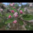 사과꽃필무렵 이미지