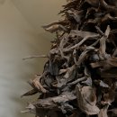 조록나무 뿌리 형상물 이미지