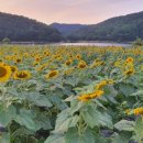 해바라기 애견 이미지