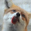 여우사람 이미지