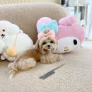 수아펫 이미지