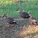 낙동강변6 이미지