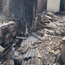 도로시지켜줄개 이미지