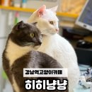 히히냥냥 | 강남역 고양이 카페 사랑받은 고양이들 가득한 : 히히냥냥