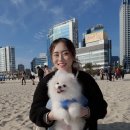 대한반려동물협회 이미지