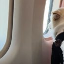 하이도그 이미지