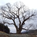 천연기념물 느티나무(2) 원성 대안리 느티나무 이미지