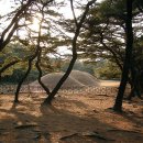 경주 남산 삼릉의 소나무숲 이미지