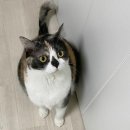 펫브런치 이미지