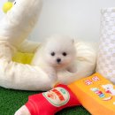 오독안심분양센터 강아지분양 고양이분양 하남점 이미지