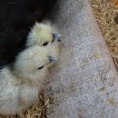 대조농장 이미지