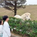 영민스마트 | 증평 벨포레리조트 벨포레목장 솔직 후기: 콤보 음료 증정 팁부터 한나절 코스 완벽 정리
