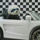 도도한강아지 이미지