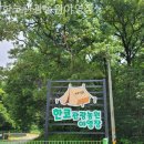 [용인/캠핑장/글램핑] 한코관광농원야영장 글램핑 못지않은 감성 캠핑 체험