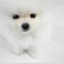 유올펫 강아지고양이 청주점 이미지