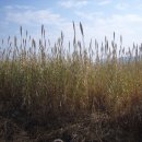 사명대사생가로 이미지