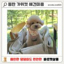 뽀송뽀송 애견미용 | [동탄애견미용] 쿠키의 뽀송뽀송 변신기 – 바로펫살롱 후기 🐩✂️