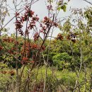 자엽안개나무(와인 스모그 트리) 특대품 4-24 이미지