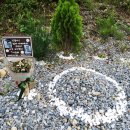 강아지의 품격 이미지