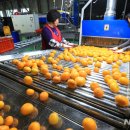 서귀포농업협동조합 (거점)농산물산지유통센터 이미지