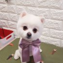 코코아도그 이미지