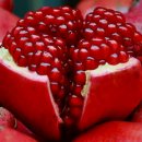 코스모스피아 이미지