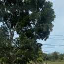 탈랜트미용실 | 필리핀 팔라완미용봉사 다섯째날