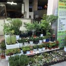 노원-상계-2608 | 노원 마들역 꽃집 선물용 꽃다발 화분이 예쁜 마들플라워