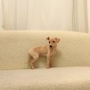 퍼피 켄넬 이미지