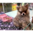 김포강아지고양이 멍냥아구래구래 | 김포펫샵 멍냥아 구래구래 : 신뢰 가는 고양이 강아지분양