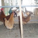 광주조류원 이미지