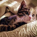 데일리 그루밍 이미지