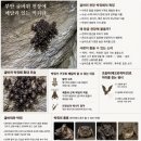 숨샘충남총판 | 부안 "지질명소 굴(窟)바위" : & "대불사"....