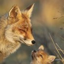 예쁜여우 이미지