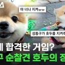 어떻게 합격한 거임? 성동구 순찰견 호두의 정체 🐶 이미지