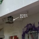 씨유어학원 | [후기]😊필리핀 세부 정글어학원 한달살기(실제 두달)✏️(2) 스카웃,할로윈,줌바,태풍대처 등, 그리고 총평