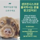 샌프란시스코/토론토 이동봉사자님 찾습니다!!🙏 이미지