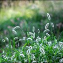 강아지풀 이미지