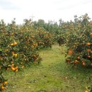 남국농장 이미지