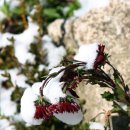 봉평장터 이미지