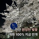 천안1교 | 천안 원성천 벚꽃 4월 2일 개화 100% 후기 주차 꿀팁 데이트 코스 총정리