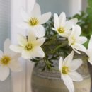 상록꽃화원 이미지