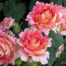 농서로R 이미지