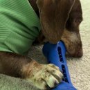 이불 속 댕댕이 | 우리 집 댕댕이 최애템! 슈퍼포우 덴탈츄 부스터 S, 이게 그렇게 좋다고?