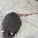 비아5일시장 | 베트남 하노이 하롱베이 모녀여행 4박 5일 경비는 얼마나 들었을까? 그리고 기념품 추천(feat. 여행 코스)