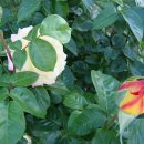 인터넷짱 이미지