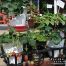 이동꽃마을 이미지